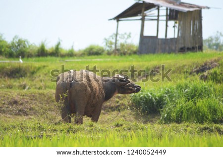 buffalo in the middle of rice fields 4