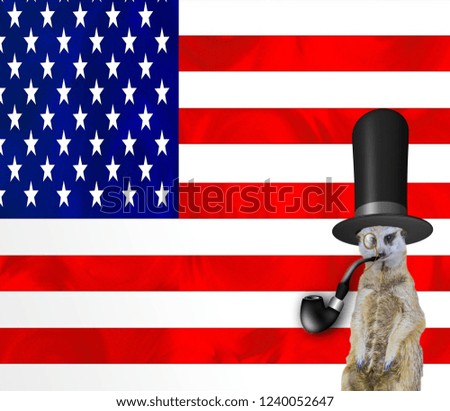 A funny posh meerkat wearing a top hat smoking the pipe and wearing a monocle glass, isolated on the american flag background, old england or president day concept