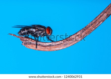 Cluster fly on blue background macro Royalty-Free Stock Photo #1240062931