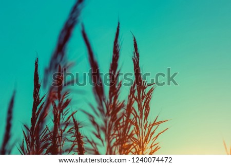 Grass flowers during the sunset. Shadow of plants with light in warm tone. Evening time on the hill. Soft focus in nature nackground.The image depicts loneliness without people.