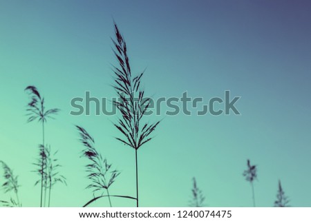 Flower grass against blue sky in winter. Evening time on the hill. Soft focus in nature nackground.The image depicts loneliness without people.