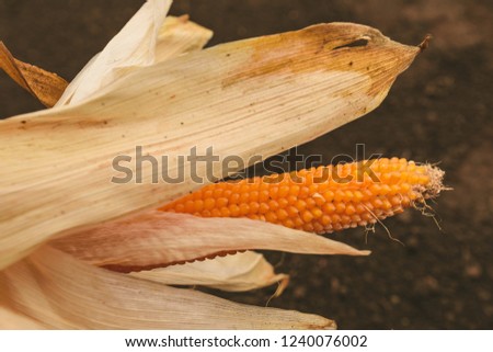 Popcorn cob in cultivated field is ready for harvesting