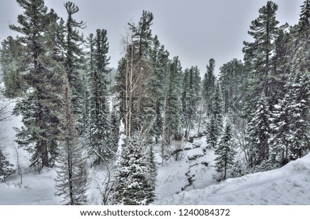 Heavy snowfall in the winter mountain coniferous forest, where a small brook flows between snowdrifts and snow-covered fir trees. Fairy tale of winter nature - beautiful snowy landscape with gray sky
