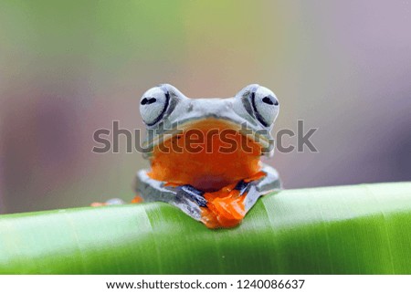 Javan tree frog sitting on green leaves, flying frog on green leaves