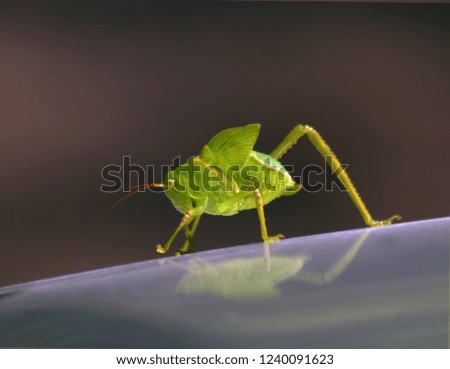 
insect walking on smooth surface