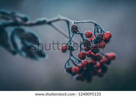 Conceptual close-up macro photo of frozen berries at cold winter morning with copy-space.