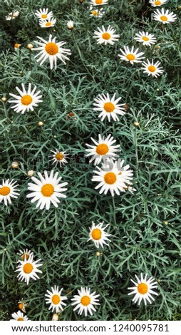Common daisys （Bellis perennis L.）
