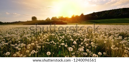 meadow vintage panorama flowers dandelion sunset mood