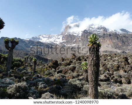 Senecio trees on the Lemosho Route to Mount Kilimanjaro in Tanzania, Africa.