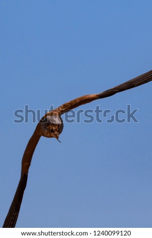 Flying falcon with its hunt. Bird: Lesser Kestrel. Falco naumanni. 