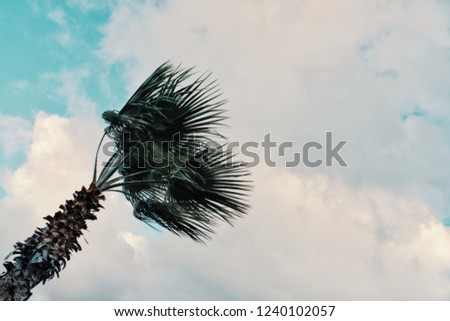 minimal graphic concept picture of palm tree in strong winds in front of storm clouds