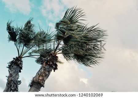 minimal graphic concept picture of palm trees in strong winds in front of storm clouds