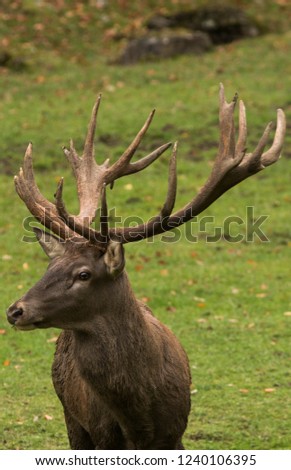 portrait of deer