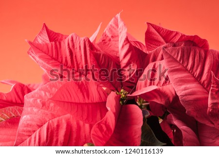 macro shot of some poinsetta flowers over a warm background