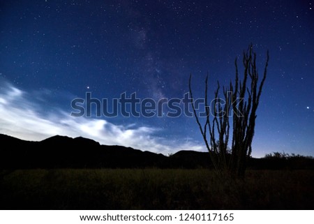 Ocotillo against night sky with Milky Way