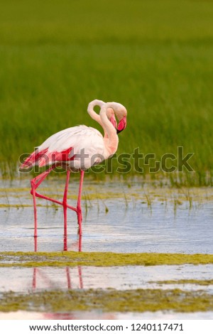 Nature and birds. Bird: Greater Flamingo. Phoenicopterus roseus. Green blue nature background.
