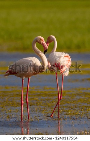 Nature and birds. Bird: Greater Flamingo. Phoenicopterus roseus. Green blue nature background.