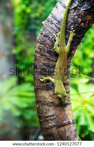 green lizard with orange spots sits on a branch in its natural habitat
