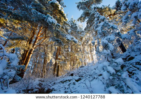 Coniferous forest growing on snowy hill. Winter tree landscape