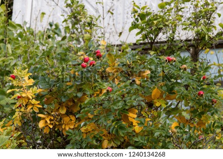 Autumn dog-rose with building background