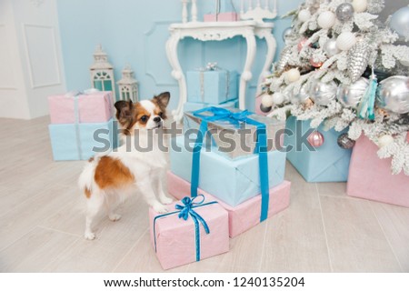 cute pet dog chihuahua standing on box with gifts in beautiful christmas decoration
