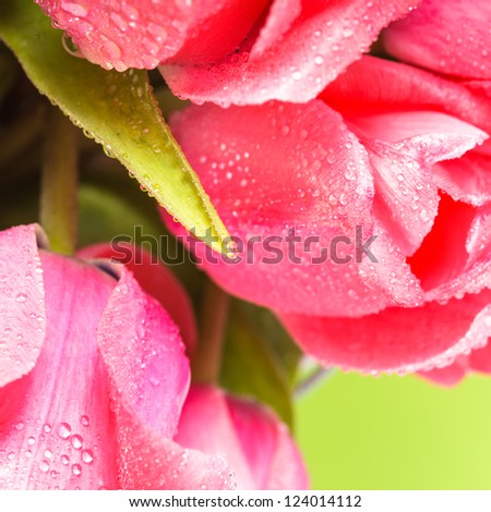 Pink tulips with waterdrops closeup