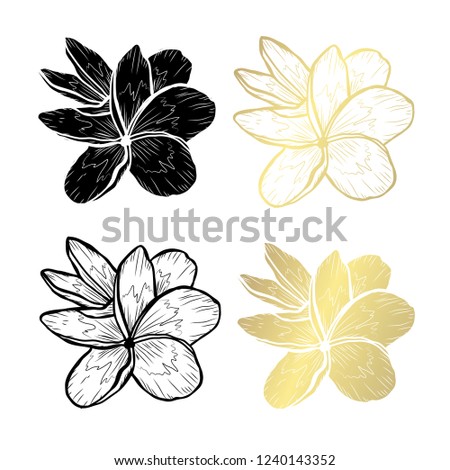 Decorative plumeria  flowers, design elements. Can be used for cards, invitations, banners, posters, print design. Golden flowers