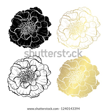 Decorative marigold flowers, design elements. Can be used for cards, invitations, banners, posters, print design. Golden flowers