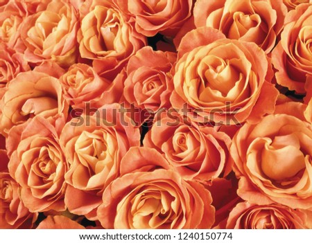 flower background texture Royalty-Free Stock Photo #1240150774