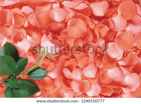 flower background texture Royalty-Free Stock Photo #1240150777