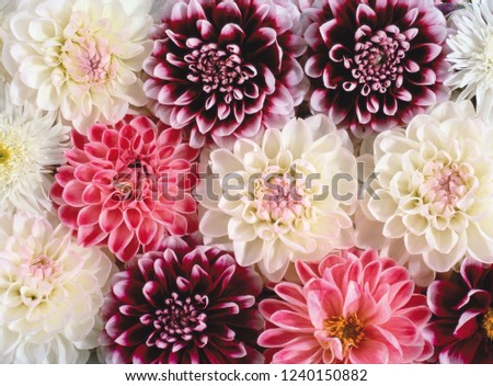 flower background texture Royalty-Free Stock Photo #1240150882
