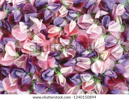 flower background texture Royalty-Free Stock Photo #1240150894