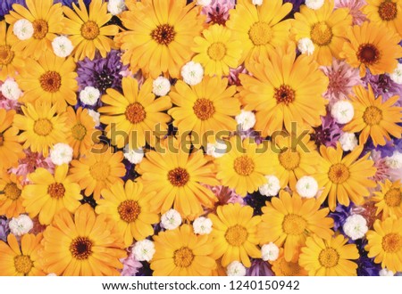 flower background texture Royalty-Free Stock Photo #1240150942