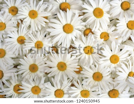 flower background texture Royalty-Free Stock Photo #1240150945