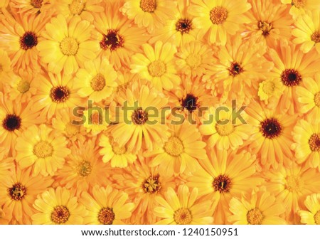 flower background texture Royalty-Free Stock Photo #1240150951