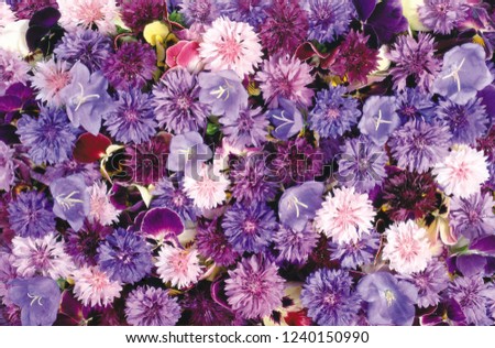 flower background texture Royalty-Free Stock Photo #1240150990