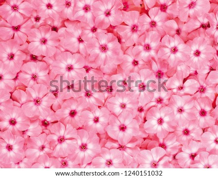 flower background texture Royalty-Free Stock Photo #1240151032