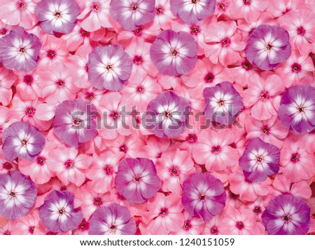 flower background texture Royalty-Free Stock Photo #1240151059