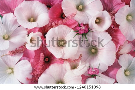 flower background texture Royalty-Free Stock Photo #1240151098