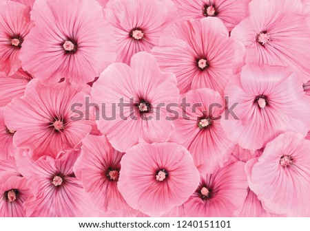 flower background texture Royalty-Free Stock Photo #1240151101