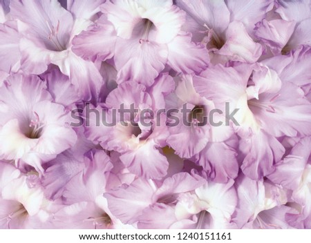 flower background texture Royalty-Free Stock Photo #1240151161