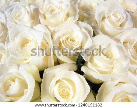 flower background texture Royalty-Free Stock Photo #1240151182