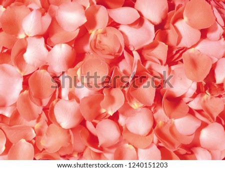 flower background texture Royalty-Free Stock Photo #1240151203