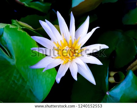 White lotus flower with yellow stamens in pond, There are green leaves as background.