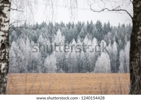 Landscape in winter, frozen trees in the distance. Birch in the frame. Real winter in December