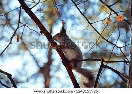 Gray squirrel in winter forest. 
