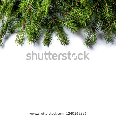 Fir branches isolated on white background. Design template for New Year and Christmas.