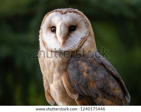 Barn owl (Tyto alba) portrait. Forest in background. Barn owl portrait. Owl portrait. Owl closeup photo.