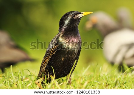 common european starling standing on lawn in the park ( Sturnus vulgaris )