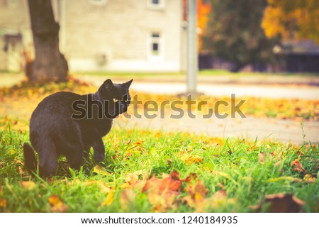 Black cat with yellow eyes is walking on the grass, yellow autumn leaves on background, toned picture